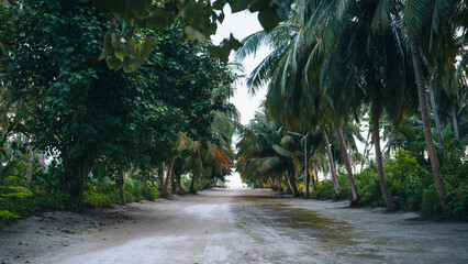 Tropical dirt road surrounded by lush green palm trees and dense foliage, leading towards the beach in the Maldives, Thoddoo island. The image captures the serene and natural beauty of the island