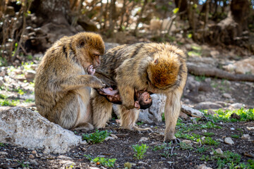 Two Monkeys with Baby in Cedar Forest of Ifrane