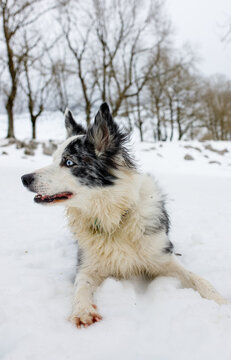 Blue Merle Border Collie in Snowy Landscape