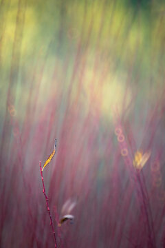Abstract nature blur with vibrant light and colors