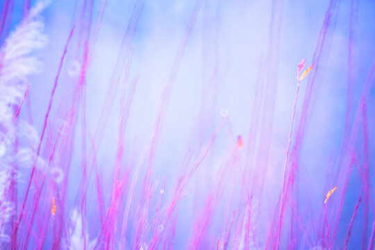 Ethereal Nature Abstract with Vivid Light Brushstrokes