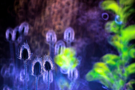 Vibrant Teasel Plants with Abstract Colorful Brushstrokes