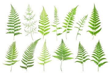 Obraz premium A collection of green leaves on a white background