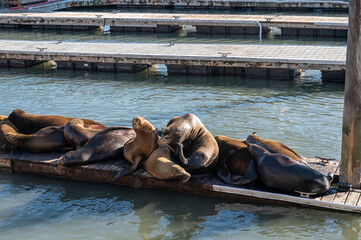 Seals in Pier 39, San Francisco