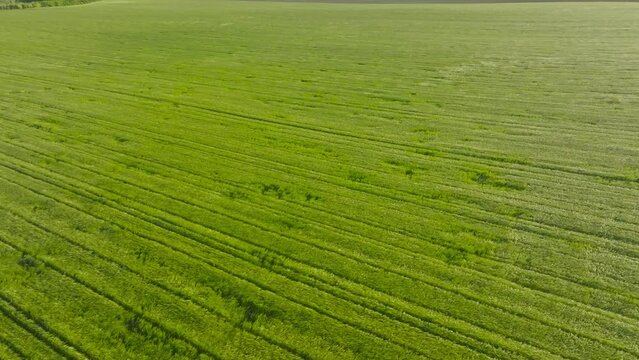 Barley green field in the wind