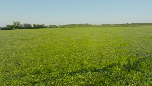 Barley green field in the wind