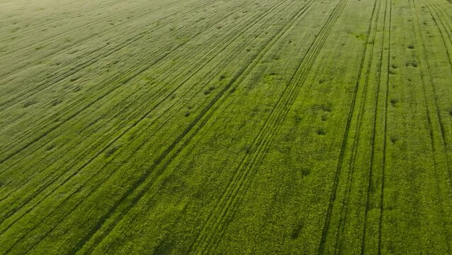 Barley green field in the wind