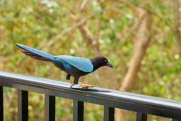 A blue tropical bird on the fence.
