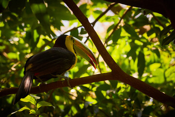 Tucan close-up with blurred background.