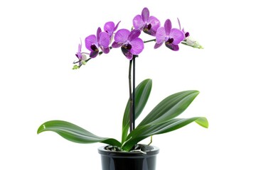 A single purple orchid plant in a small black ceramic pot, ornamental gardening decoration