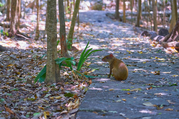 Aguti sitting on the ground in shadow of trees.