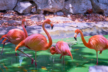 Pink flamingos on the pond in sunlight.
