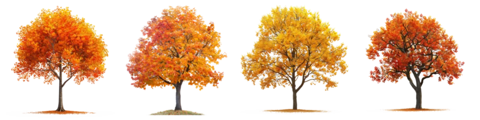 Selbstklebende Fototapeten Vibrant autumn trees in full foliage seasonal nature scene transparent background © Loony Dream Designs