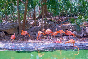 Pink flamingos on the pond in sunlight.