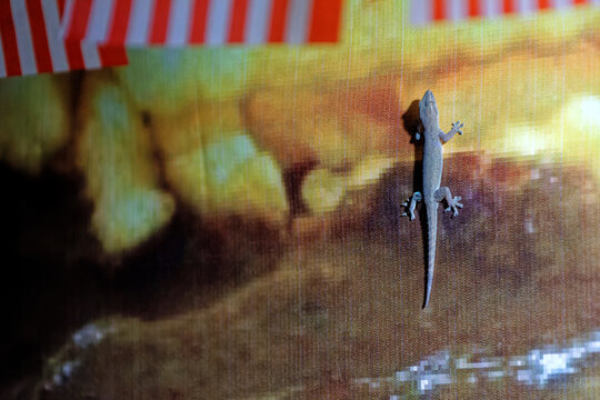 Gecko an der Wand einer Pommesbude in Malaysia
