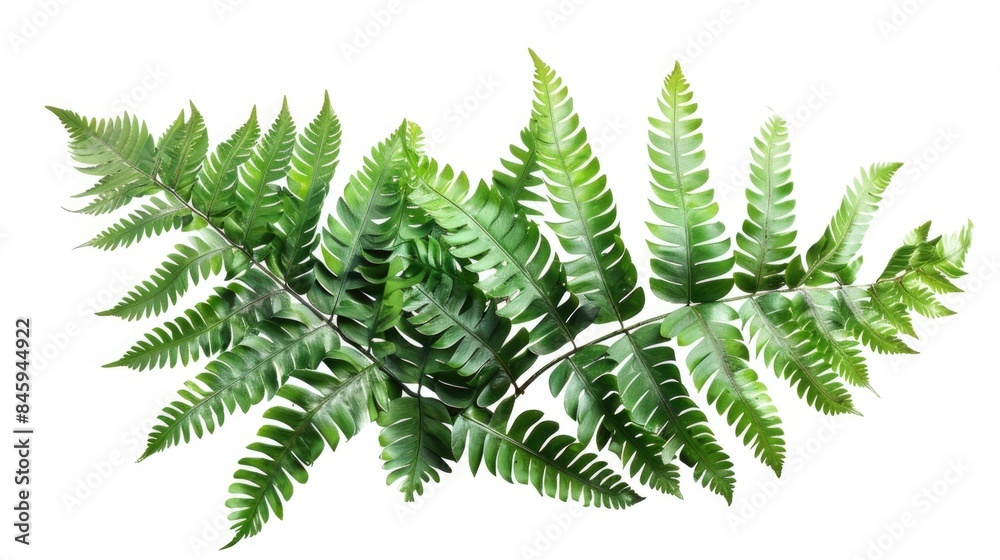 Poster a close-up shot of a green plant sitting on a white background, ideal for use in designs and composi