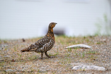 Western capercaillie (Tetrao urogallus) in summer forest
