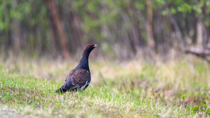 Western capercaillie (Tetrao urogallus) in summer forest