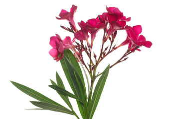 Nerium, oleander or rosebay with pink flowers isolated on white background	