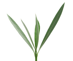 Oleander, Nerium in spring isolated on white, clipping path	