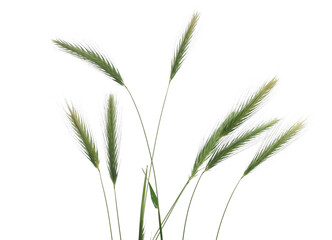 Fresh green grass with seeds isolated on white background and texture, clipping path	