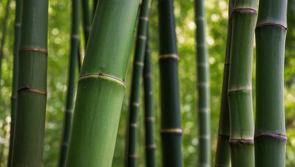 Fototapeta premium bamboo forest