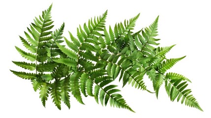 Naklejka premium A close-up shot of a green plant with leaves and stems on a plain white background