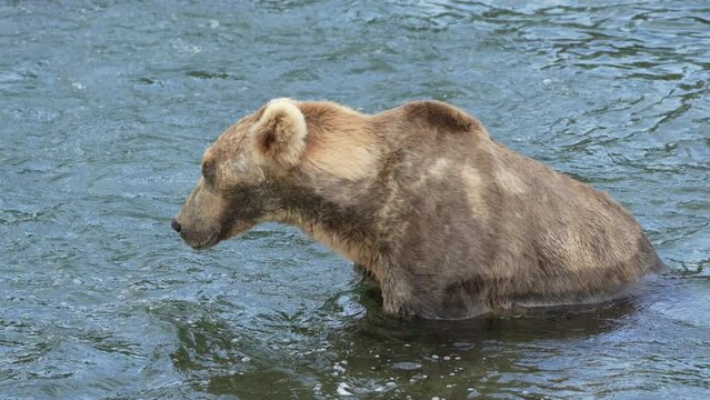 Famous brown bear #480 Otis in 2023 at Brooks Falls in Alaska -Slow Motion