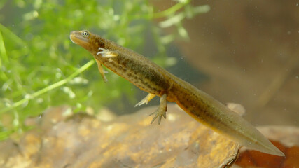 Smooth newt, or common newt in sping underwater, Lissotriton vulgaris