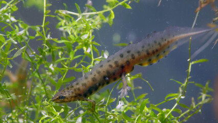 Smooth newt, or common newt in sping underwater, Lissotriton vulgaris