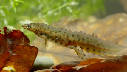 Smooth newt, or common newt in sping underwater, Lissotriton vulgaris