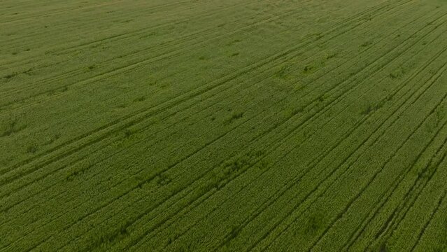 Wheat field in country side windy