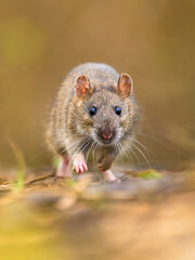 Maus, Ratte (Rattus)