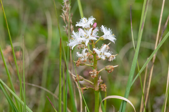 Close up of bogbean (menyanthes trifoliata) flowers in bloom