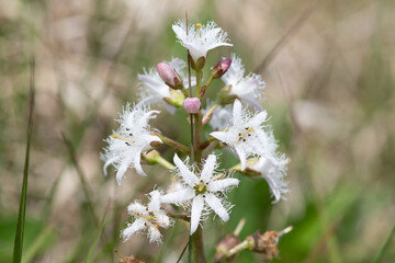 Close up of bogbean (menyanthes trifoliata) flowers in bloom