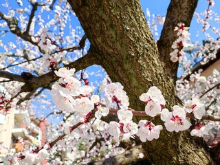 Apricot: a species of Prunus, its botanical name is Prunus armeniaca.