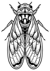 Cicadidae cicada insect animal sketch engraving PNG illustration. T-shirt apparel print design. Scratch board imitation. Black and white hand drawn image. © Oleksandr Pokusai