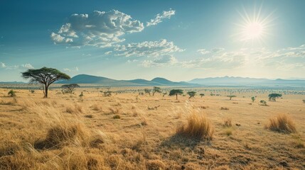 Naklejka premium Sunlit savannah with acacia trees and mountains far in the distance.