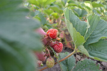 Strawberries in the garden, natural products in the natural environment.