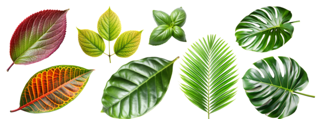 Collection of colorful and green leaves on a transparent background