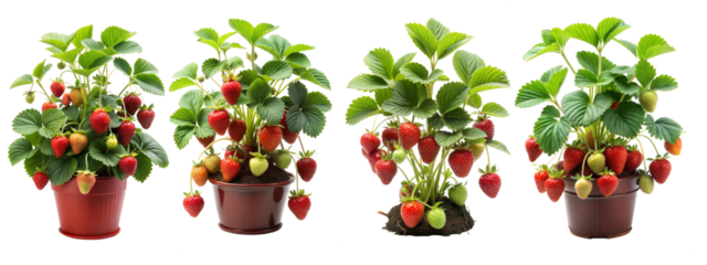 Fresh strawberry plants in pots with ripe and unripe berries