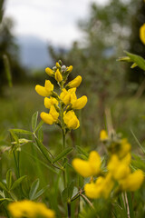 Yellow Wildflower Meadow