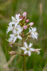 Close up of bogbean (menyanthes trifoliata) flowers in bloom