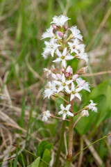 Close up of bogbean (menyanthes trifoliata) flowers in bloom