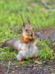 Squirrel eats a nut while sitting in green grass. Eurasian red squirrel, Sciurus vulgaris