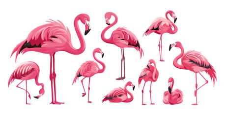 Flamingo cartoon vector set. Pink feathers long neck legs bird exotic tropical flying animal illustrations isolated on white background