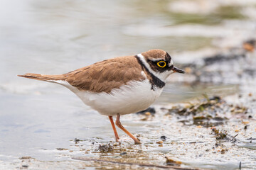 Little ringed plover (Charadrius dubius), bird standing on the lake shore