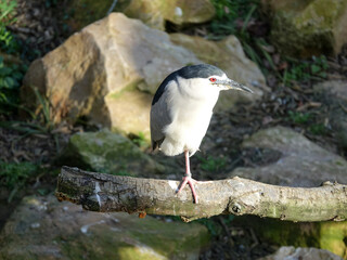 Martin p&ecirc;cheur