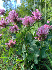 A close-up of a patch of pink clover blossoms in a sunny meadow. The clover flowers are in full bloom and the green leaves are vibrant