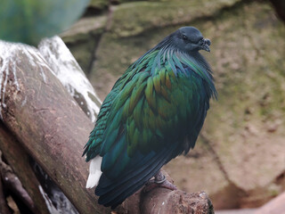 oiseau au zoo de Beauval